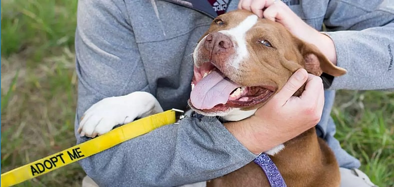 Mutual Rescue – Doggy Day Out